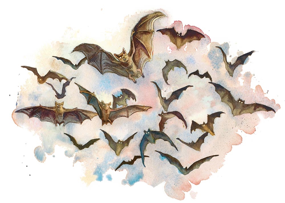 Bats, Swarm Of